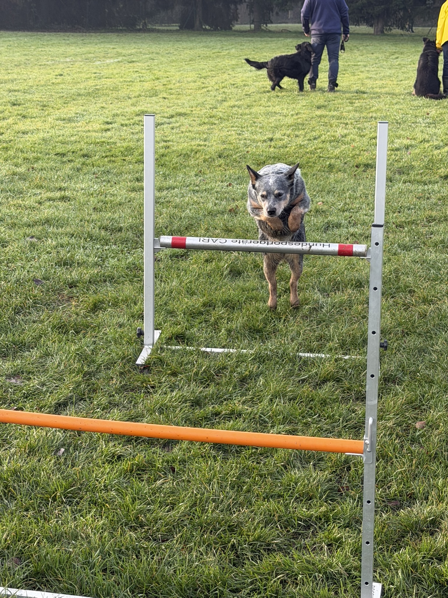 Activités et entraînements du club canin