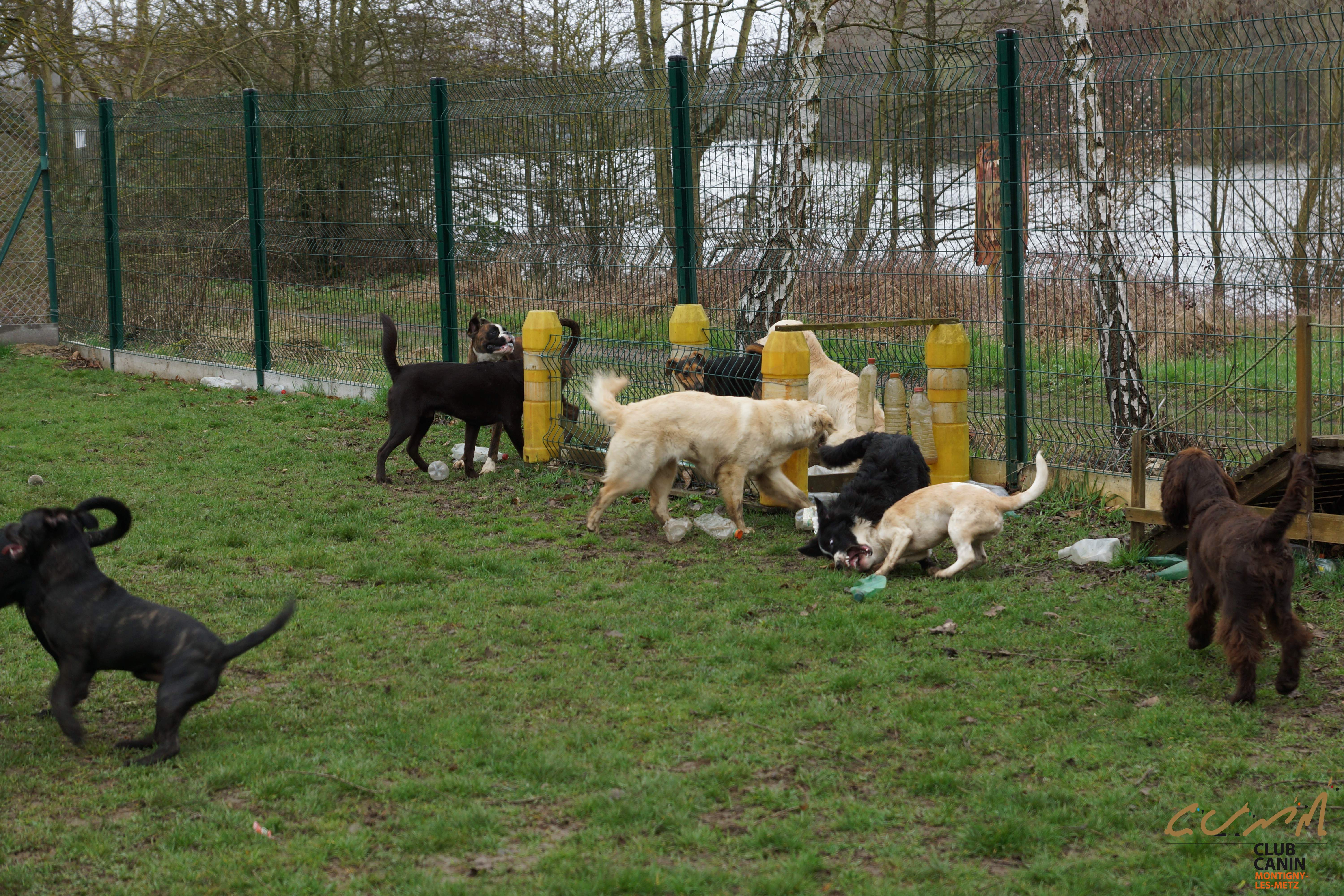 Chiens en formation au Club Canin de Montigny-lès-Metz